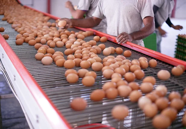 Produção de ovos