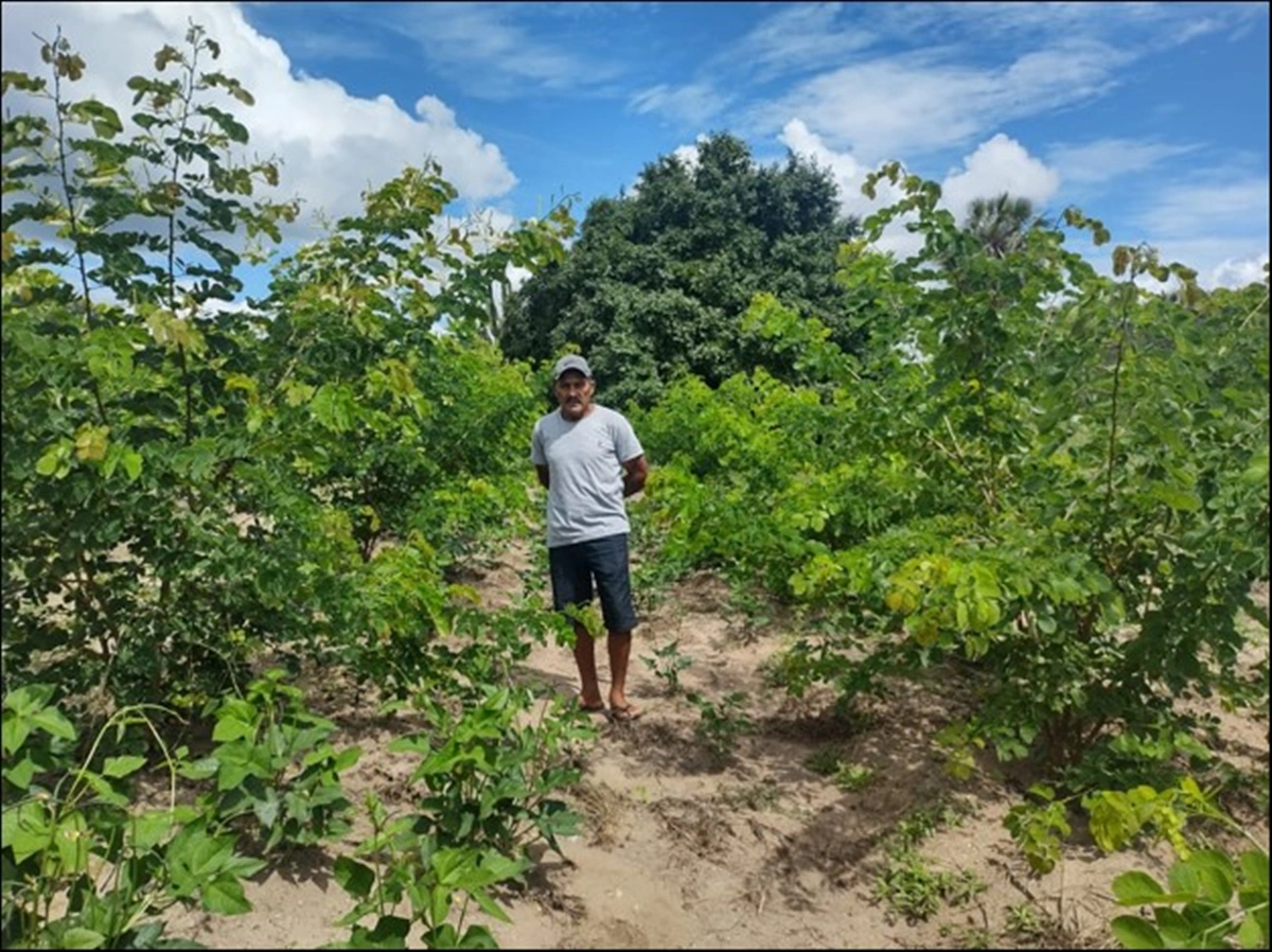 Projeto da Casa Apis é focado na sustentabilidade ambiental