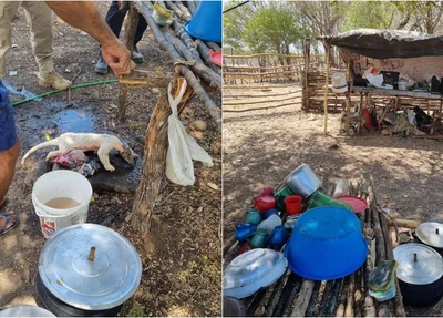 Trabalhadores estavam se alimentando de tamanduá