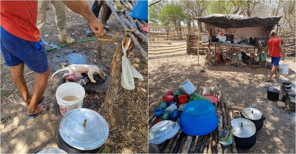 Trabalhadores estavam se alimentando de tamanduá
