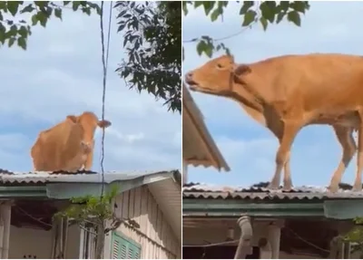 Vaca foi parar em telhado de casa após enchente no RS