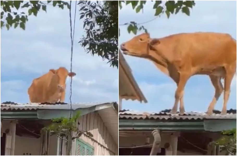 Vaca foi parar em telhado de casa após enchente no RS