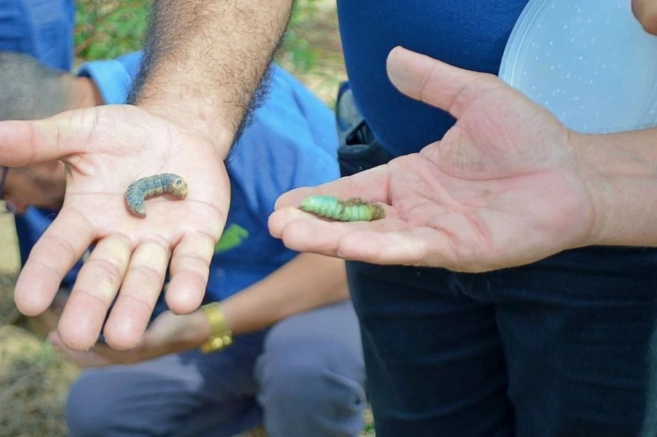 Adapi investiga ataque de praga em lavouras de mandioca