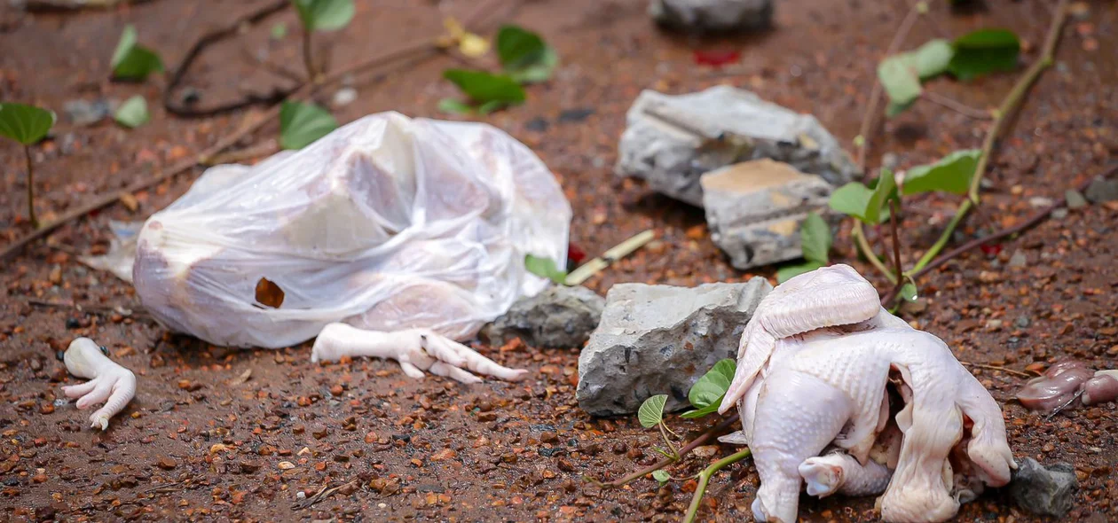 Alimentos caíram do veículo após o acidente