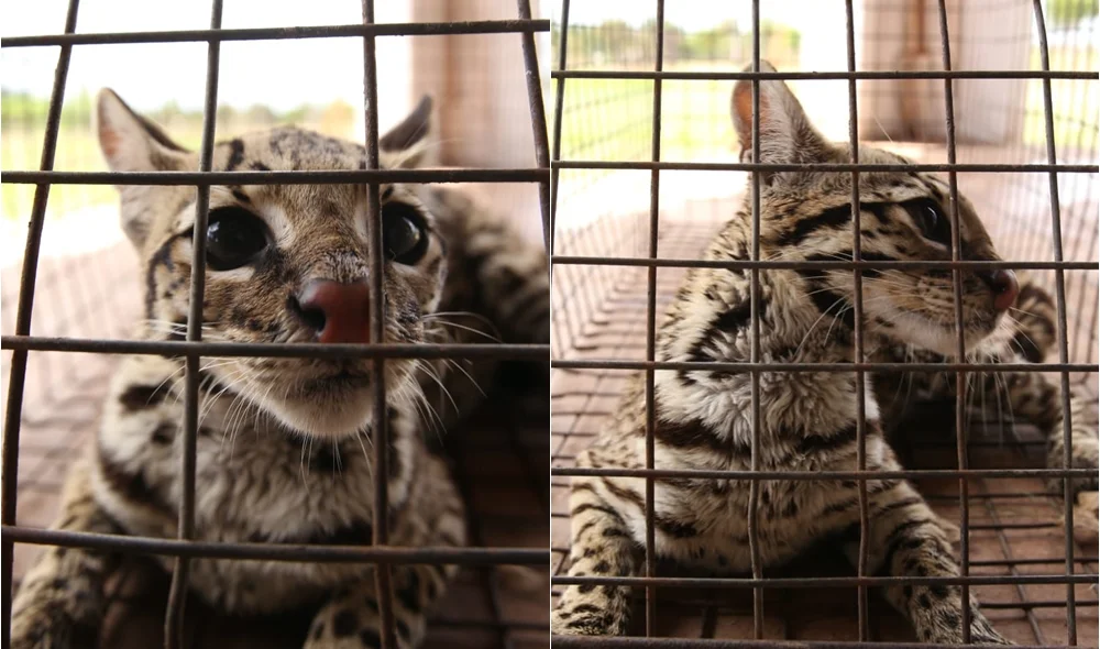 Animal foi entregue à BPA e encaminhado ao Zoobotânico