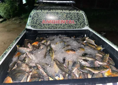Carga ilegal de peixes ia para Eliseu Martins