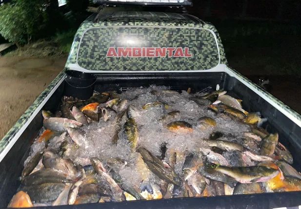 Carga ilegal de peixes ia para Eliseu Martins