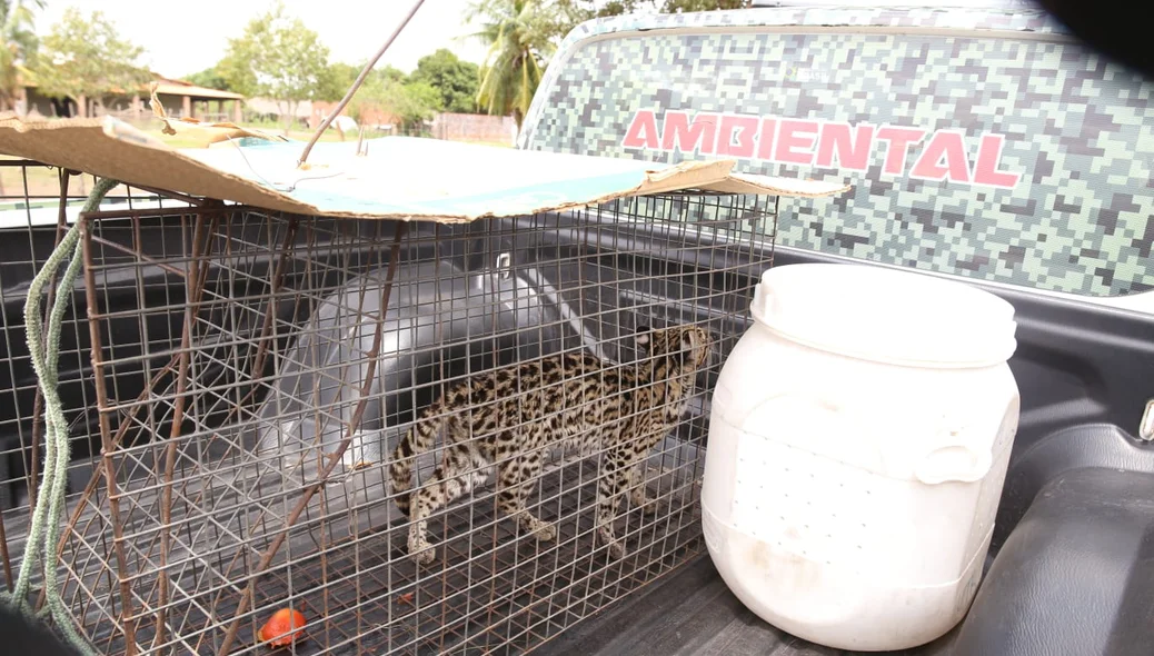 Felino é dócil e será avaliado por veterinários sobre retorno ao habitat natural