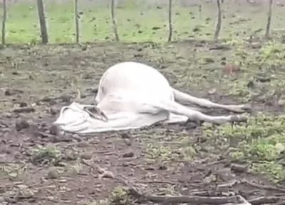 Gado morto na fazenda de Bona Carbureto