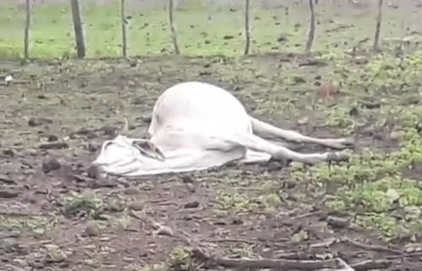 Gado morto na fazenda de Bona Carbureto