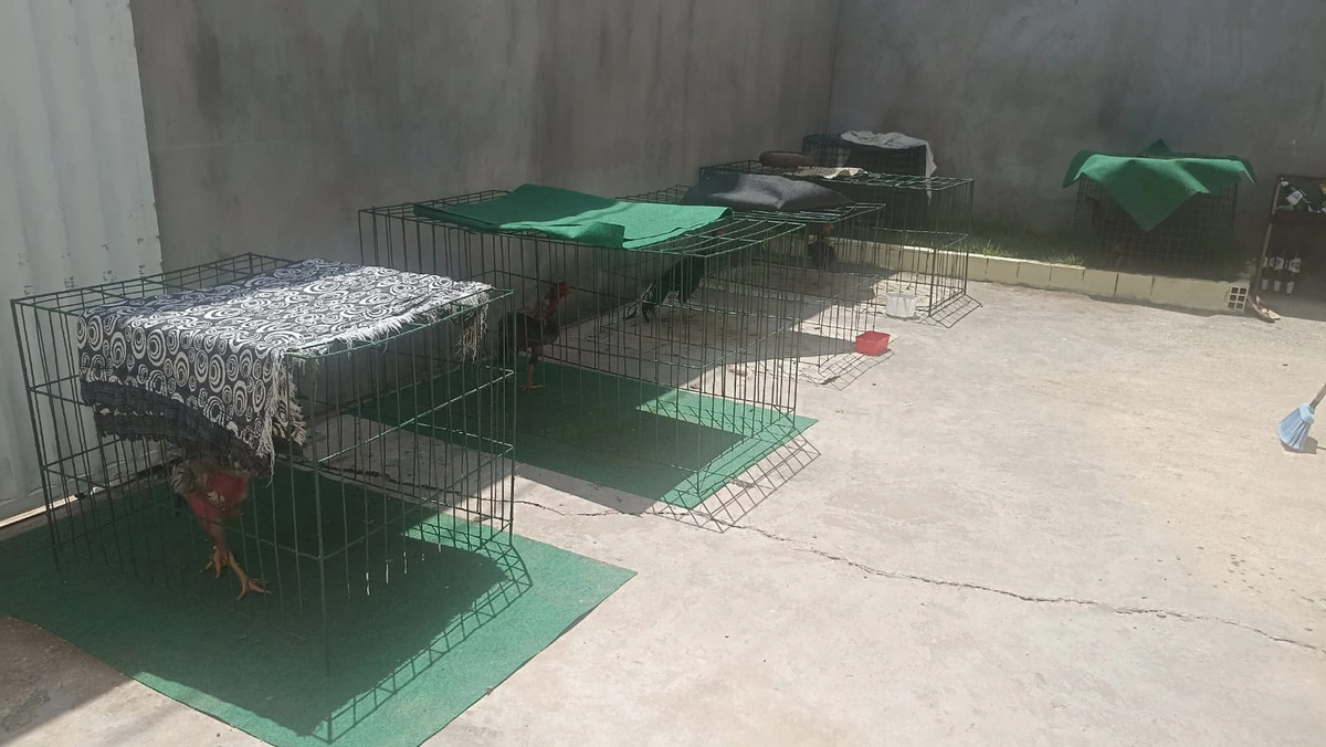 Galos de briga em situação de maus tratos
