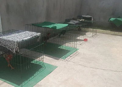 Galos de briga em situação de maus tratos