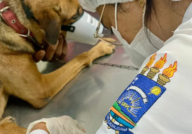 HVU da UFPI alerta para contaminação por viroses em filhotes de cachorros no período chuvoso