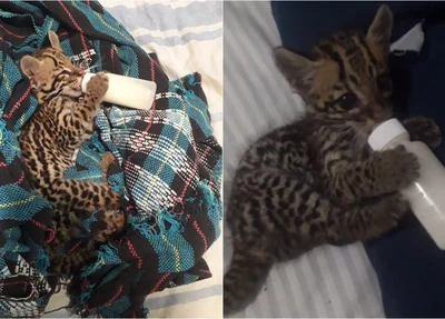 Jaguatirica foi resgatada em área de queimada