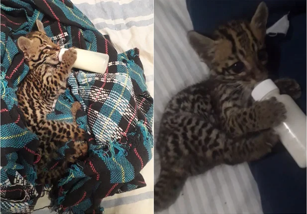 Jaguatirica foi resgatada em área de queimada