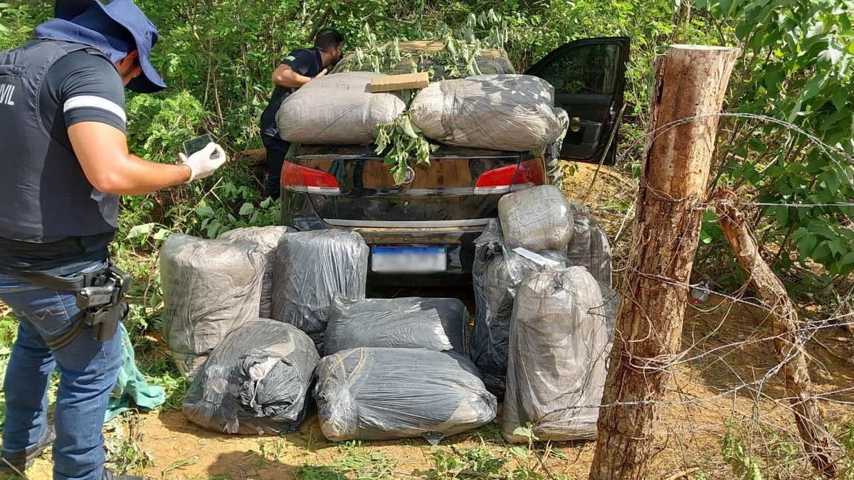 Maconha apreendida no assentamento Novo Zabelê, em São Raimundo Nonato
