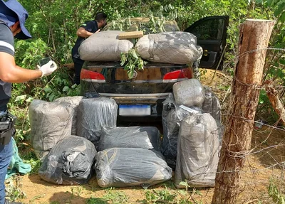 Maconha apreendida no assentamento Novo Zabelê, em São Raimundo Nonato