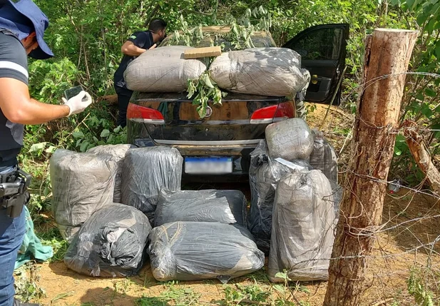 Maconha apreendida no assentamento Novo Zabelê, em São Raimundo Nonato