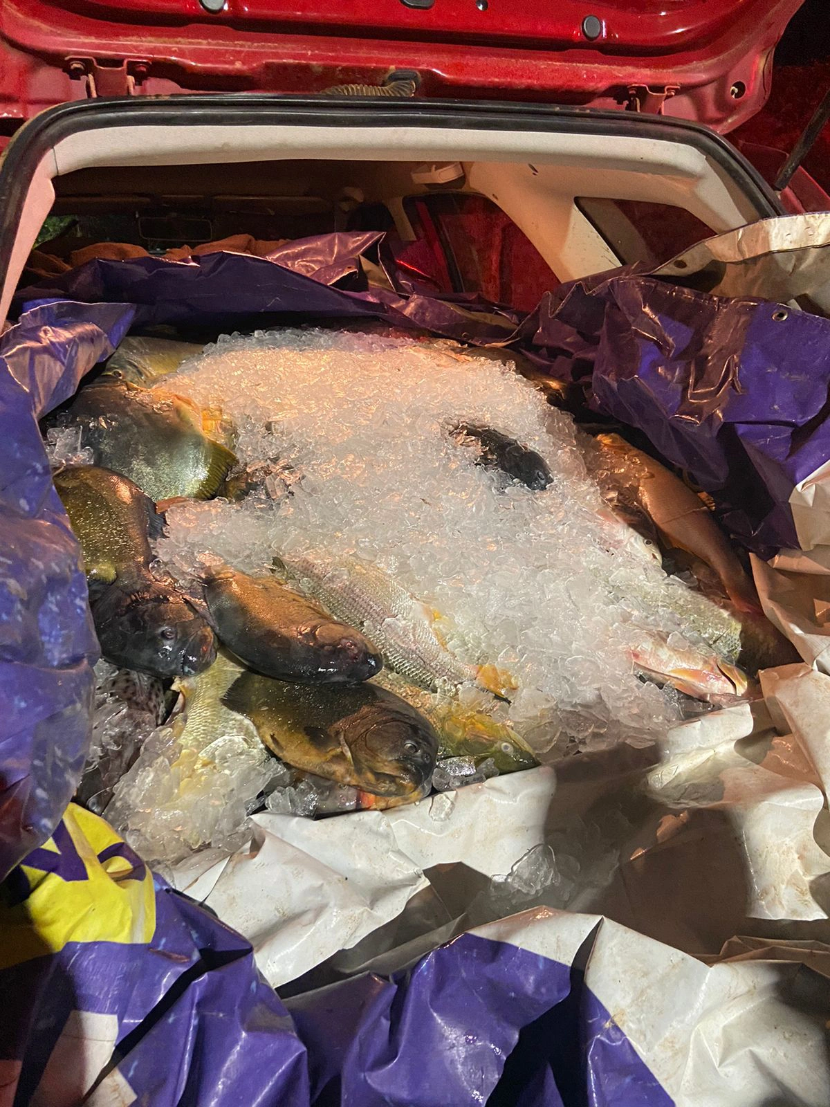 Os peixes foram doados para a população da zona rural de São Raimundo Nonato