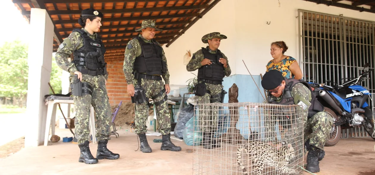 Policiais da BPA encaminharam a jaguatirica para avaliação veterinária