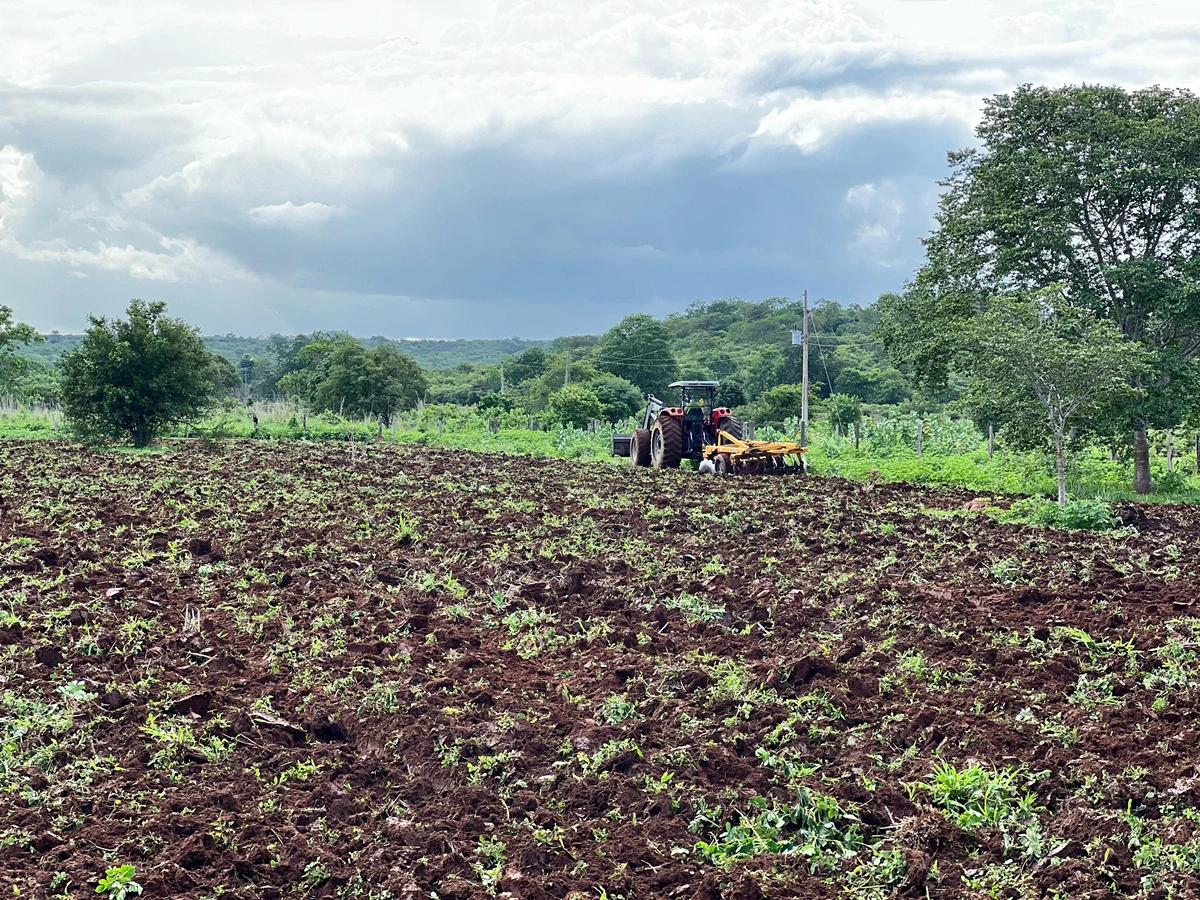 Produção agrícola em Curimatá
