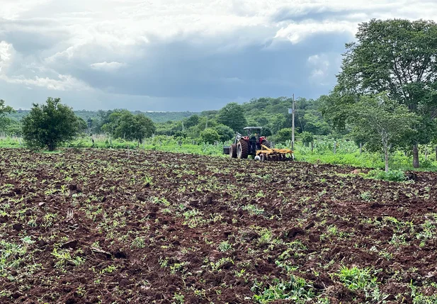Produção agrícola em Curimatá