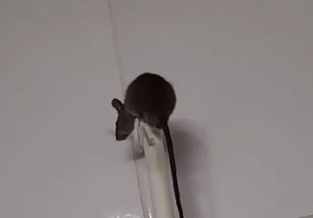 Rato no HUT