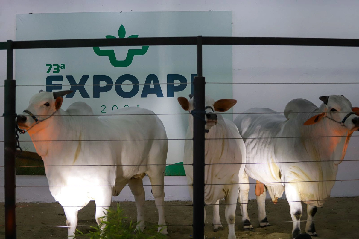 A Expoapi 2024 começa no dia 2 de dezembro