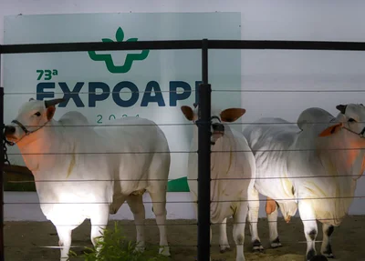 A Expoapi 2024 começa no dia 2 de dezembro