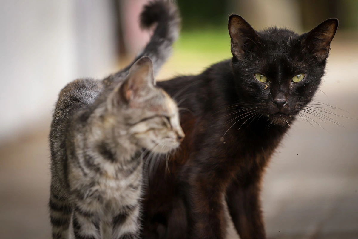 Abandono de cães e gatos cresce durante as festas