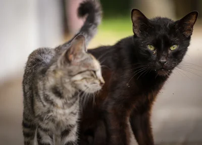Abandono de cães e gatos cresce durante as festas