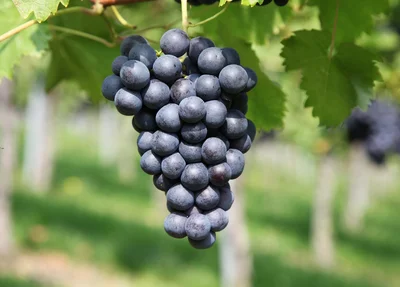 Cacho de uva