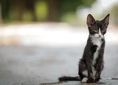 Dados mostram que 92% dos animais em abrigos são gatos