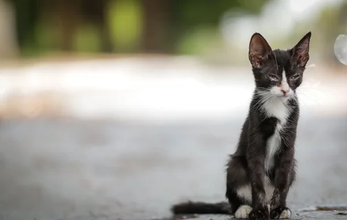 Dados mostram que 92% dos animais em abrigos são gatos