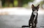 Dados mostram que 92% dos animais em abrigos são gatos