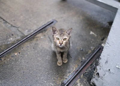 Gato abandonado