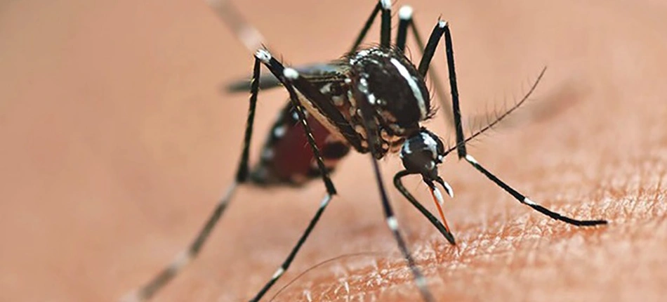 Mosquito transmissor da dengue, chikungunya e zika.