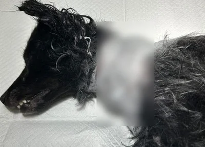 O cachorro estava com um grande corte na região do pescoço