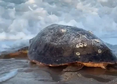 Tartaruga-cabeçuda encontrada na praia de Maramar