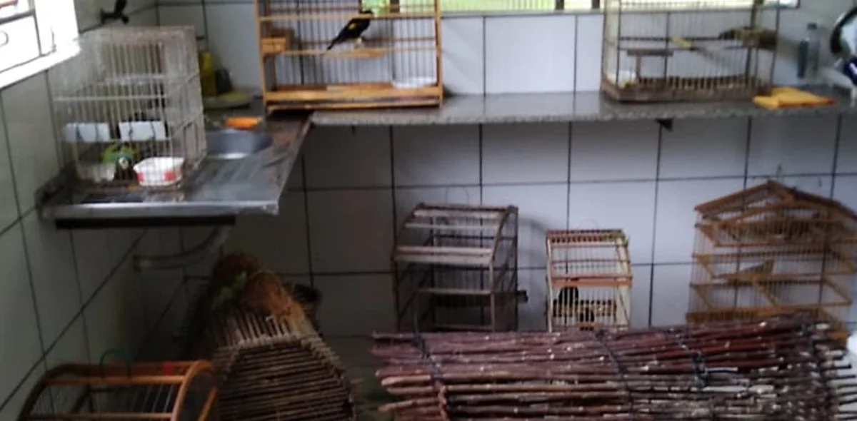 Animais silvestres eram mantidos em cárcere