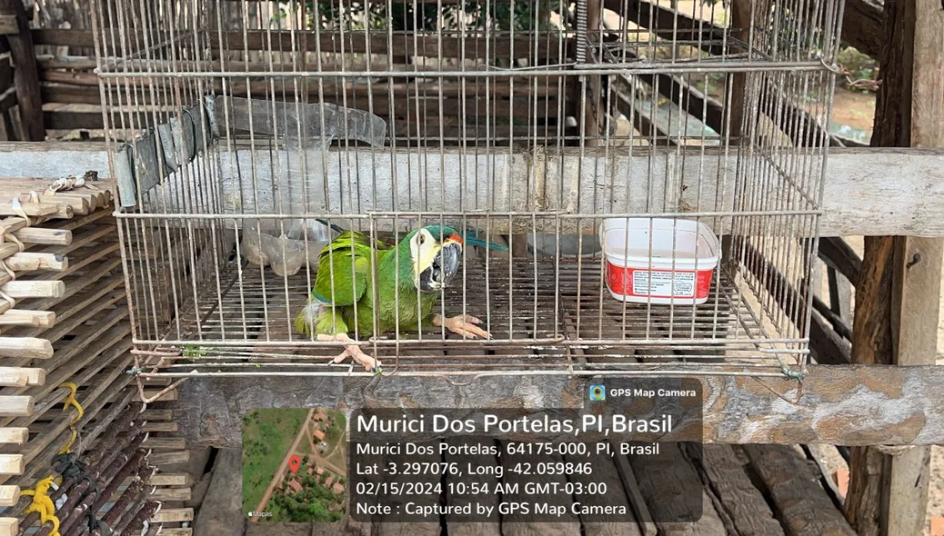 Arara encontrada pelos policiais estava ferida