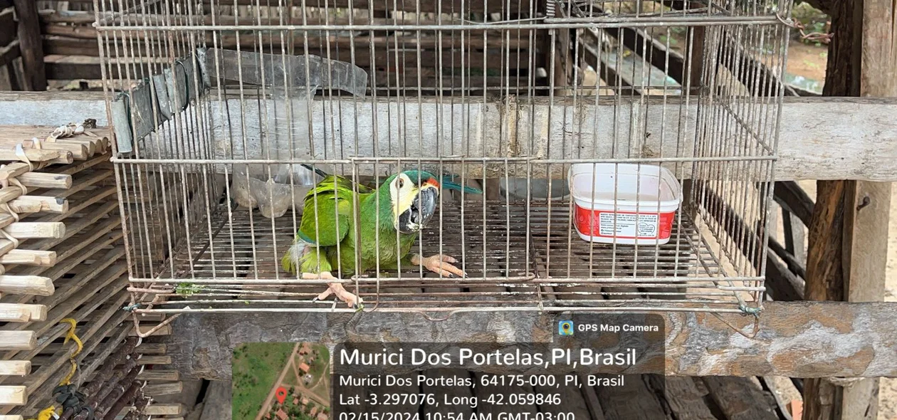 Arara encontrada pelos policiais estava ferida
