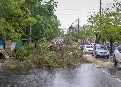 Árvore caiu na avenida Duque de Caxias
