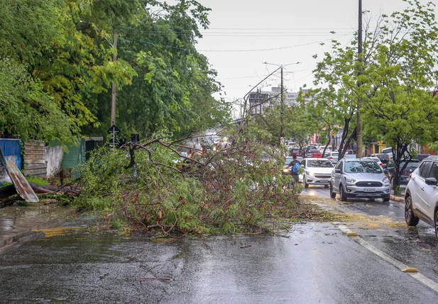 Árvore caiu na avenida Duque de Caxias