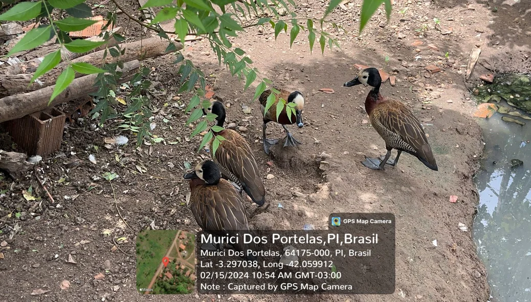 Aves silvestres foram encontradas pelo imóvel