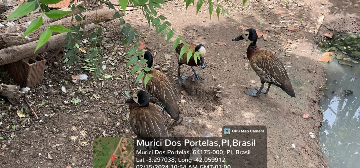 Aves silvestres foram encontradas pelo imóvel