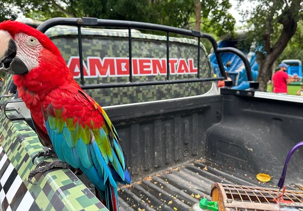BPA  de Teresina promove soltura de aves silvestres capturadas em janeiro