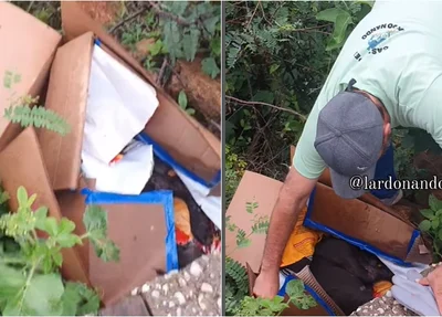 Cachorro da raça Pitbull foi encontrado bastante debilitado