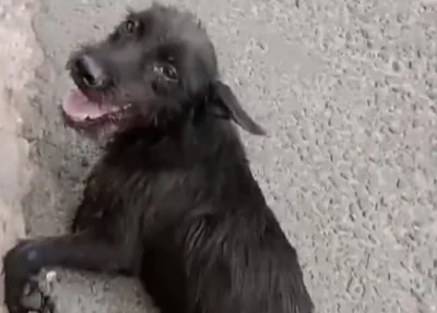 Cãozinho atropelado foi resgatado pela Apipa