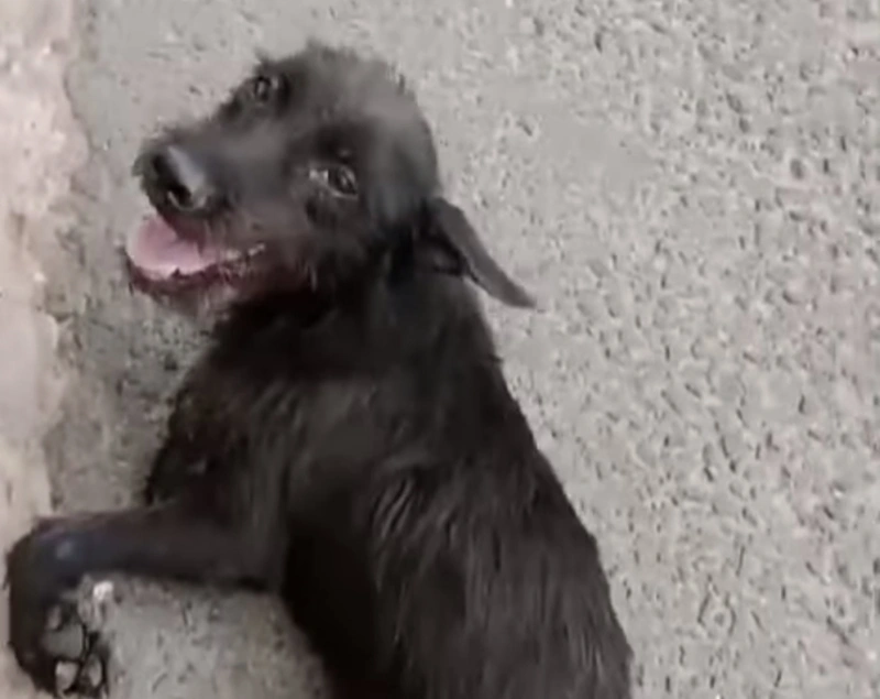 Cãozinho atropelado foi resgatado pela Apipa
